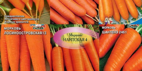 Příznivé dny pro setí mrkve pod zimou v roce 2021