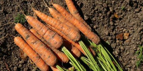 Příznivé dny pro setí mrkve v 2022 na lunárním kalendáři: pojmy podle regionu, kdy do závodu