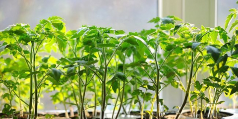 Příznivé dny pro setí rajčaty v roce 2022 na lunárním kalendáři