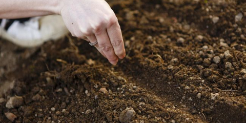 Příznivé dny pro setí semena v roce 2022