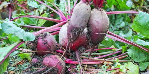 Příznivé dny pro výsev řepy v roce 2022