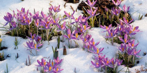 Příznivé dny pro zahradník a gardenhouse v březnu 2022 na lunárním přistávacím kalendáři