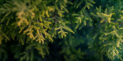 Jehličnaté nemoci - identifikovat a léčit