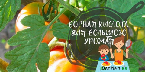 Kyselina boritá pro rajčata a okurky: jak aplikovat