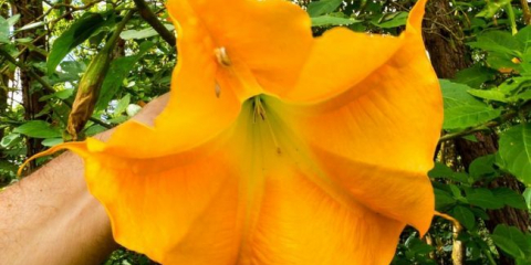 Květina brugmansia - vlastnosti výsadby a péče na otevřeném poli