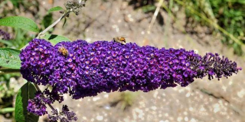 Buddudrey david - odrůdy odrůd, přistávacích tipů, péče, hnojiva a léčba. Vlastnosti chovných a zimovských rostlin