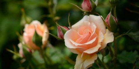 Čajová růže ?: 120 fotka z růží, podmínky pro pěstování v zahradě, zvláštnosti péče, zalévání, chov, tipy od zahradníků