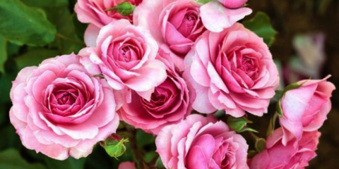 Tea-hybridní růže: populární odrůdy a jak řádně péče o přetrvávající krásy