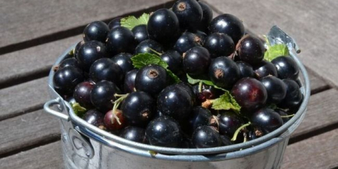 Černý rybíz s cukrem na zimu bez vaření + proporce a recept s malinami