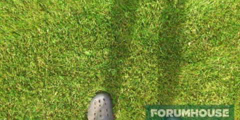 Čtyři plevele pro sto