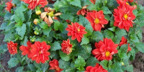 Nádherné georgina figaro s barevnými květy a kompaktní keř