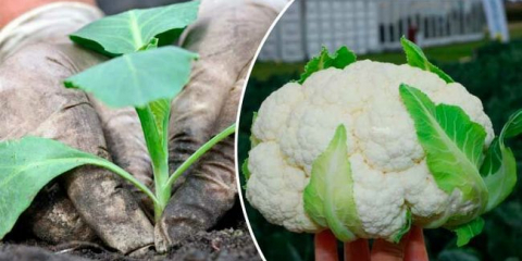 Květák - pěstování a péče v otevřené zemi. Rechazzle sazenice v zemi