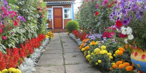 Květinová zahrada v zemi pro začátečníky