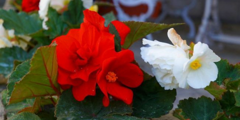 Begonia flower - popis a rysy rostlinné péče v zahradě