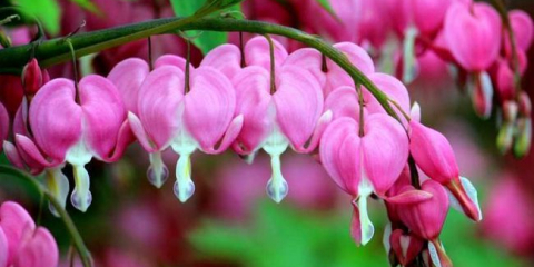 Dicentra květina - tajemství pěstování, péče a rozmnožování, popis podmínek pro uchování + užitečné rady od zahradníků