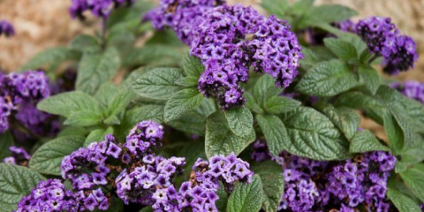 Heliotrop květina: populární výhledy a doporučení pro správné přistání, péče a reprodukce