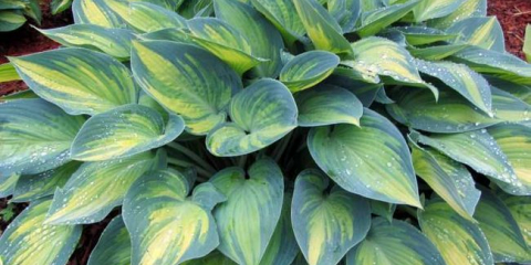 Květina hosta: pravidla pěstování a péče, tipy na chov, ideální podmínky (foto + video)