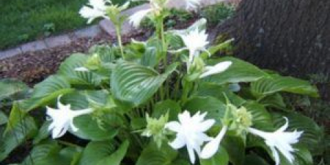 Hostitelský květ - péče a pěstování v zahradě, v dachu