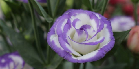 Eustoma květ - rysy pěstování rostlin na bavlněné záhonek