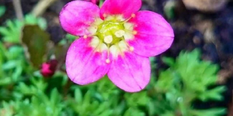 Camery flower - požadavky na půdu a teplotní podmínky. Metody pěstování a chov, pravidel péče (foto + video)