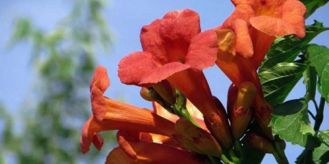 Flower campxis - metody pěstování a reprodukce. Pravidla péče, zavlažování a krmení, zimoviště campxis (foto + video)