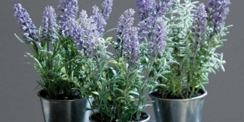 Květ levandule - tipy pro pěstování venku. Způsoby výsadby, rozmnožování a péče, příprava na zimu