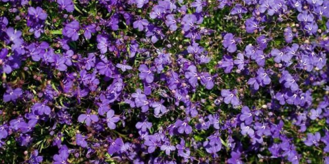 Lobelia květina: tipy pro pěstování a péči o květinu na zahradě. Vlastnosti výsadby, zalévání a rozmnožování, podmínky zadržení