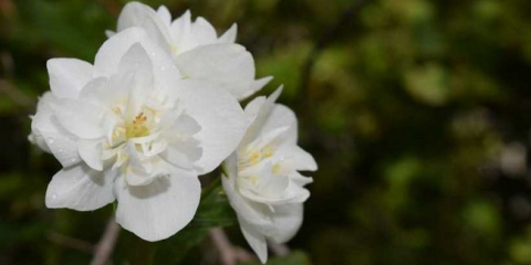 Jasmínový květ: vlastnosti výsadby a péče o rostlinu v zahradě, pravidla pro zalévání, krmení a zimování, dekorativní vlastnosti jasmínu