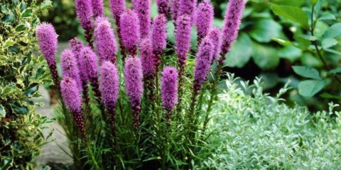 Kvetoucí svíčky pro vaši zahradu: odrůdy lyatris a jemnosti celoroční péče