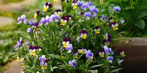 Květiny macešky - výsadba a péče v zemi