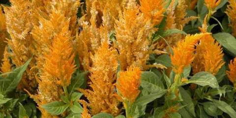 Květiny celosia: vlastnosti typů celosia, tipy pro péči, zalévání, způsoby reprodukce a výběr (foto + video)