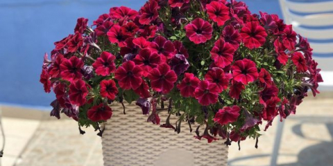 Květiny petúnie - nuance výsadby a pěstování rostlin v zahradě