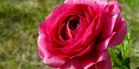 Květiny ranunculus - výsadba a péče na jejich letní chatě