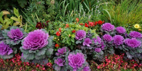 Dekorativní zelí na záhonu - aplikace v krajinném designu