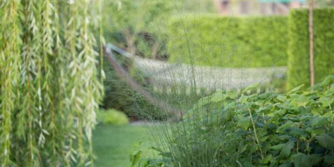 Dekorativní tráva: 90 fotky krásných aplikací dekorativních rostlin v krajinném designu