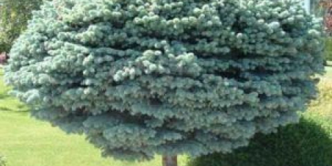 Dekorativní vánoční stromky pro zahradní dekorace