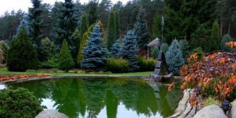 Dekorativní jehličnaté rostliny pro zahradu - tipy pro výběr, pravidla umístění a nuance aplikace v krajinářském designu (110 fotografií)