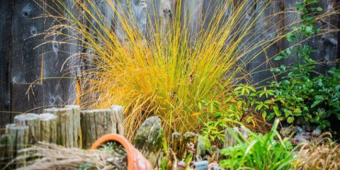 Dekorativní byliny a obiloviny pro zahradu: 60+ myšlenky harmonického designu krajiny