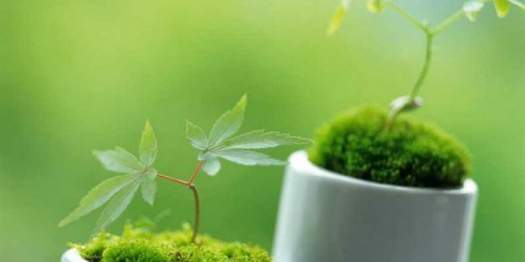 Dekorativní mech: podrobná mistrovská třída o tom, jak si vybrat a použít v krajinném designu (140 fotografií)