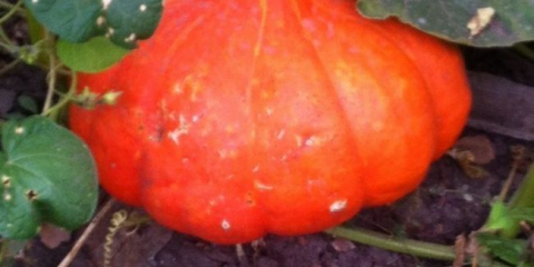 Rustikální starosti!