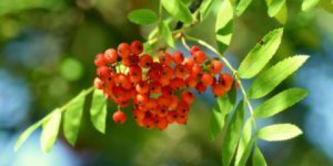 Rowan strom v krajinném designu chaty