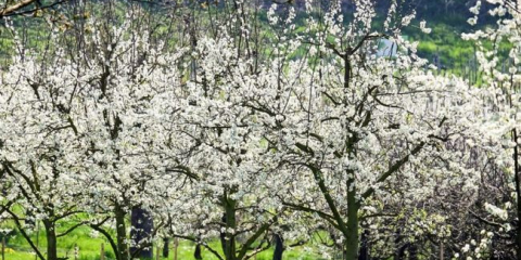 Třešeň v krajinném designu webu