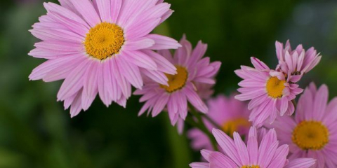 Slušné doplnění vašich záhonů: matricaria a vše, co potřebujete vědět o jeho kultivaci
