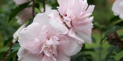 Strom ibišek zahrada - výsadba a péče v otevřeném poli. Doporučení pro pěstování a reprodukci, dekorativní vlastnosti + recenze fotografií