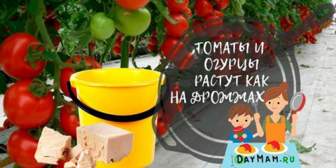 Podavač kvasinek pro okurky a rajčata