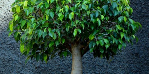 Ficus benjamina - pravidla domácí péče
