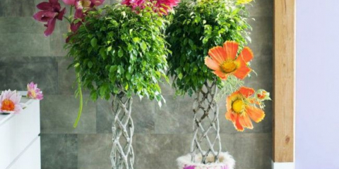 Ficusse (60+ fotky druhů s názvy): péče doma - tipy pro zkušené květinové květiny