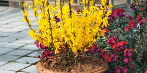 Forzing: odrůdy, pěstování a všechny jemnosti péče o luxusní zlatý keř