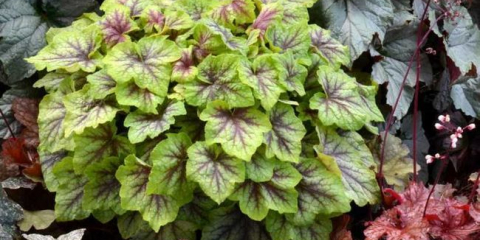 Geichera: požadavky na podmínky pěstování, pravidla pro péči, zálivku, způsoby množení a ošetření před škůdci