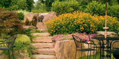 Helopsis (60+ fotky květu): odrůdy s popisem, krok za krokem přistání a péče o otevřené zemi, pěstování a reprodukci